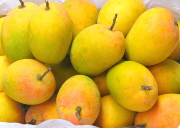 fresh alphonso mango