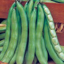 Fresh Broad Beans