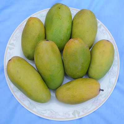 Dashehari mango