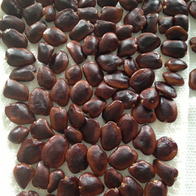 tamarind seeds