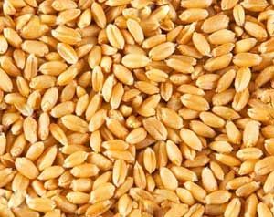 wheat seeds