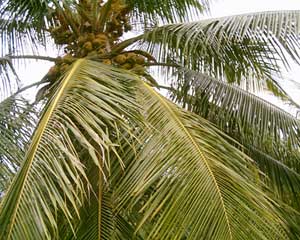 Natural Fresh Coconuts, for Cosmetics, Medicines, Pooja, Feature : Free From Impurities, Good Taste