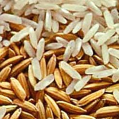 brown paddy rice