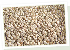 Hulled Sesame Seeds