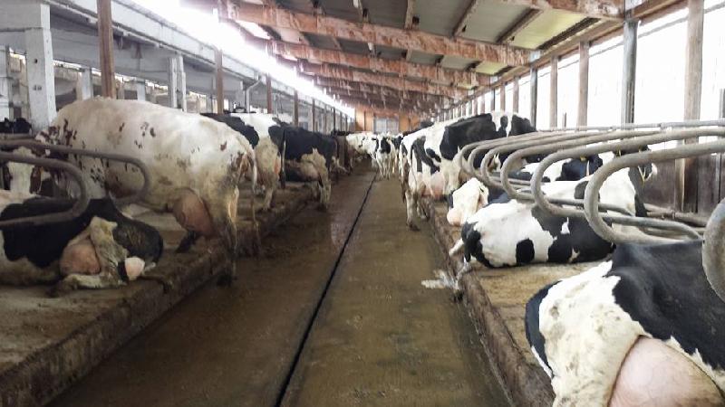 Dairy Milking Cattles