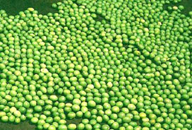 Green Moons Bean