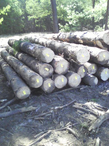 pine-logs-by-gba-africa-resource-pty-ltd-pine-logs-usd-60-100-cubic