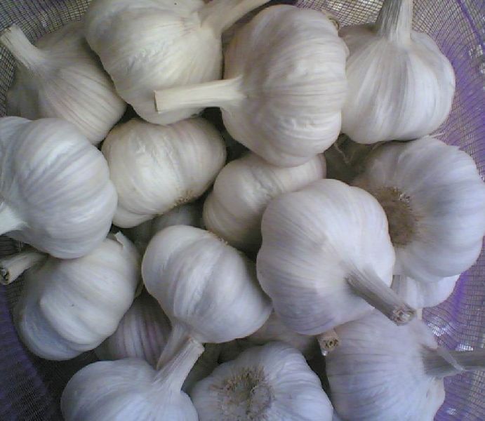 fresh garlic