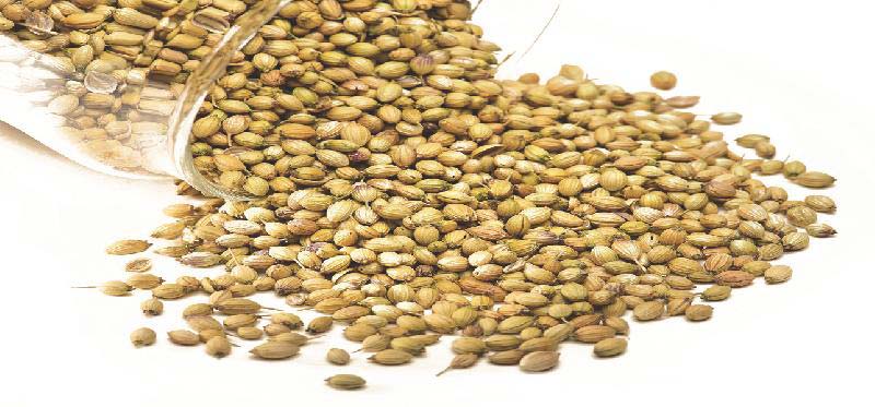 Coriander Seeds