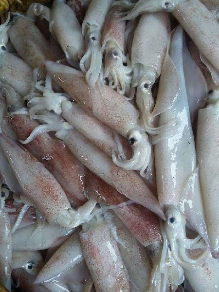 Squid Buy Squid In Kanyakumari Tamil Nadu India From Colin Foods 