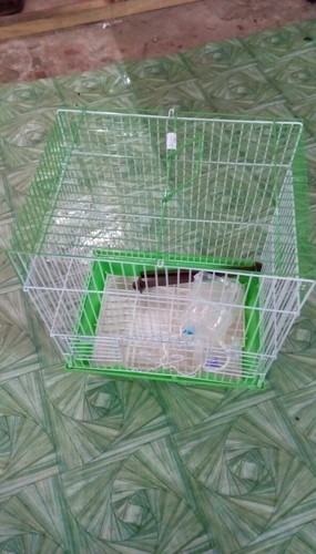 Love Bird Cage, for Home Purpose