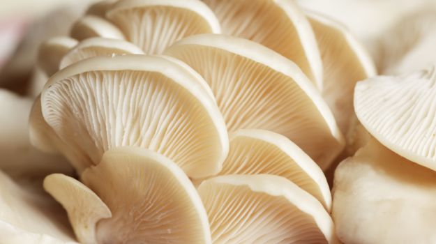 Oyster mushroom, Shelf Life : 48 hours