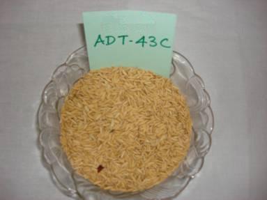 ADT 43 Rice