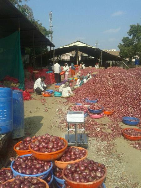 Fresh red onion