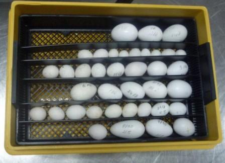 fresh and fertile parrot eggs for sale