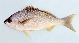 Koduva Fish