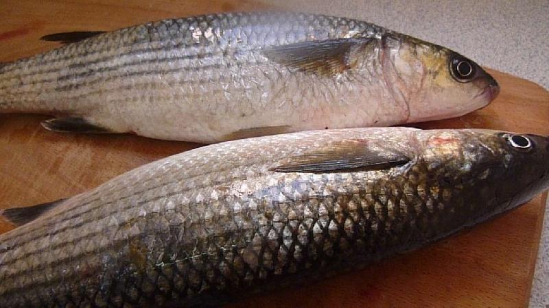 Silver Mullet Fish