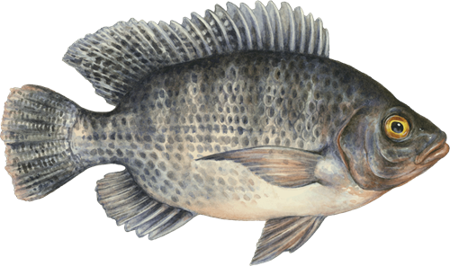 Tilapia Fish Manufacturer in Puri Odisha India by Freedom Exporters