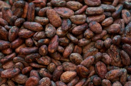 hersheys cocoa beans