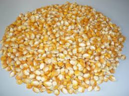 Yellow Corn Seeds