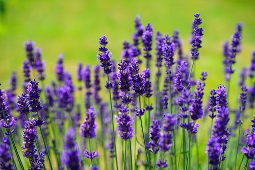 Prime essentials lavender oil