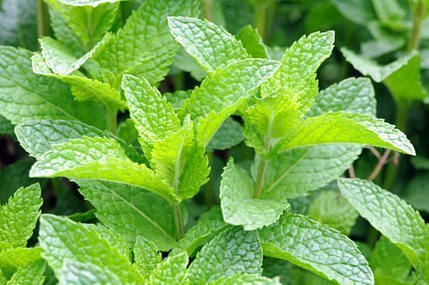 Peppermint Essential Oil