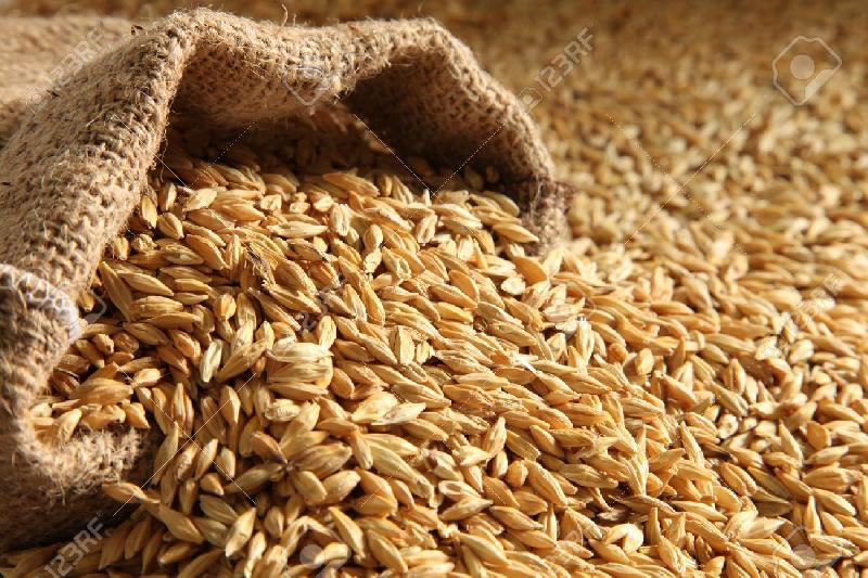 Barley seed