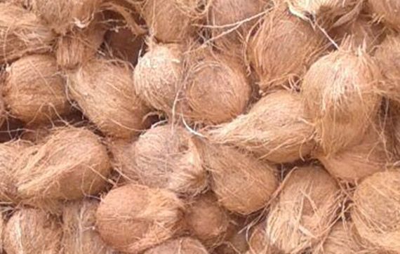 Organic semi husked coconut, Shelf Life : 6months