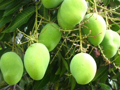 Alphenso Mangoplant