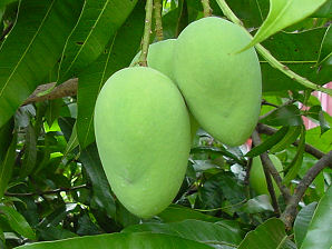 Bainganapalli mango Plant