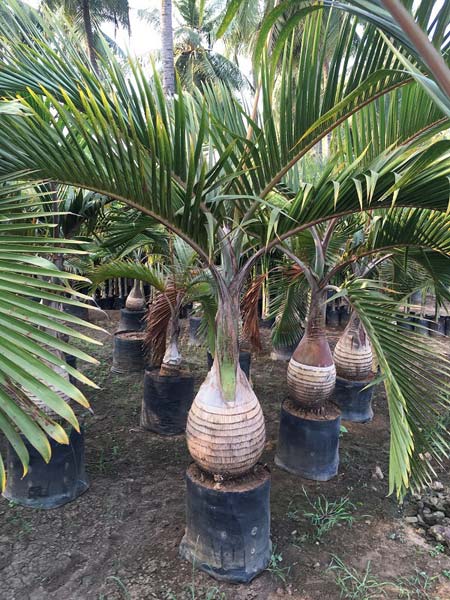 Champion Palm Plant