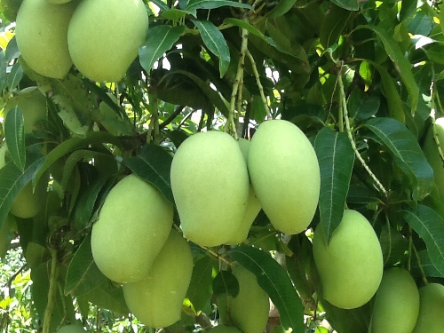 Cherukurasallu Mango Plant
