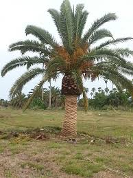 Date Palm Plant