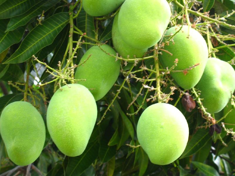 Golam Gova Mango Plant