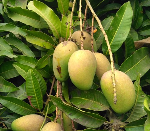 Hyder Saheb Mango plant