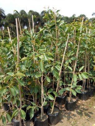Jamun Plant
