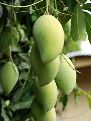 Malika Mango Plant