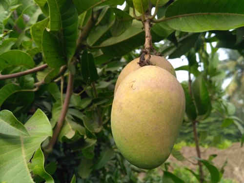 Mall Gova Mango Plant