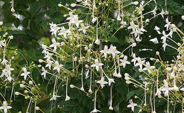 Millingtonia Hortensis Plant