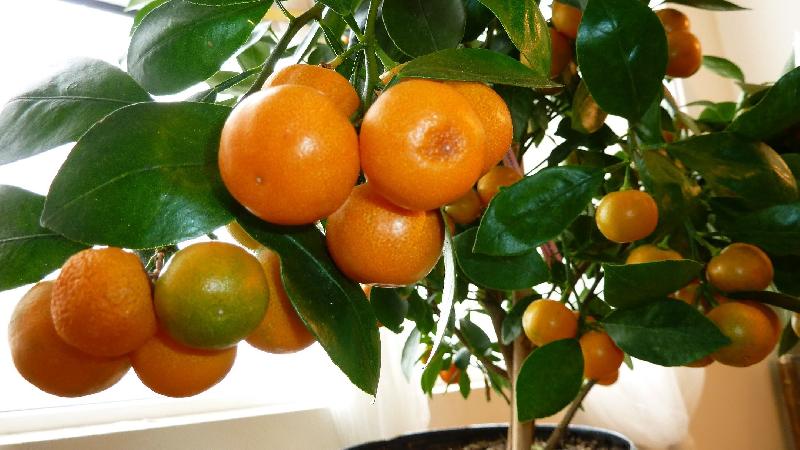 orange plant