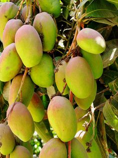 PapaRaju Gova Mango Plant
