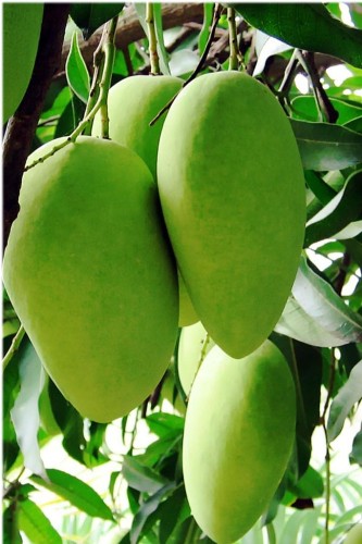 Pedharasallu Mango Plant