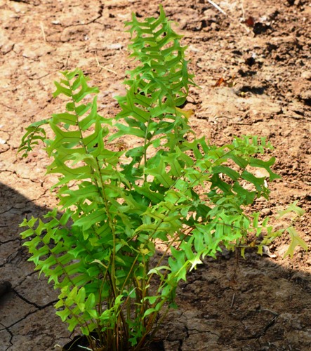 Pistol Fern plant