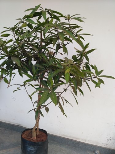 Punasa Mango Plant