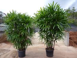 Rhapis Palm Plant