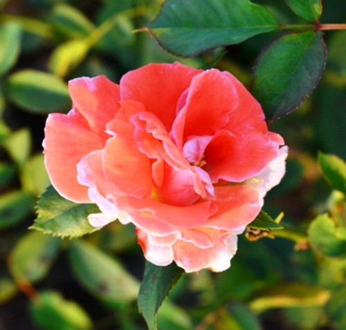 Rose Pink Rekha