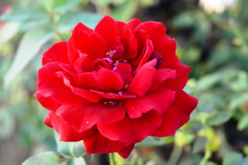 Rose Red Rekha