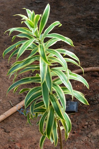 Song Of India Plant