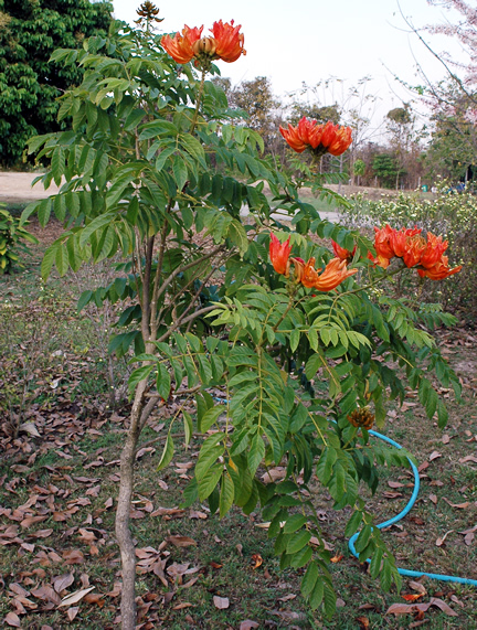 Spathodea Campanulata Plant