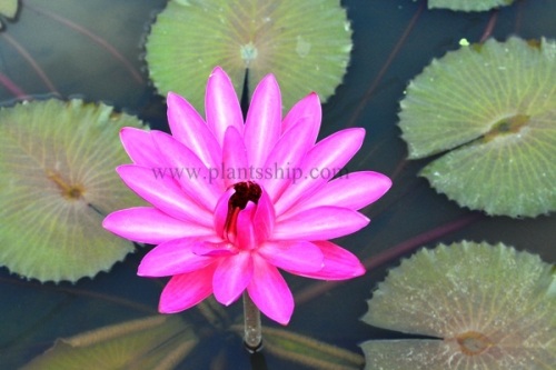 Water lily Pink plant